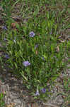 Oblongleaf snakeherb